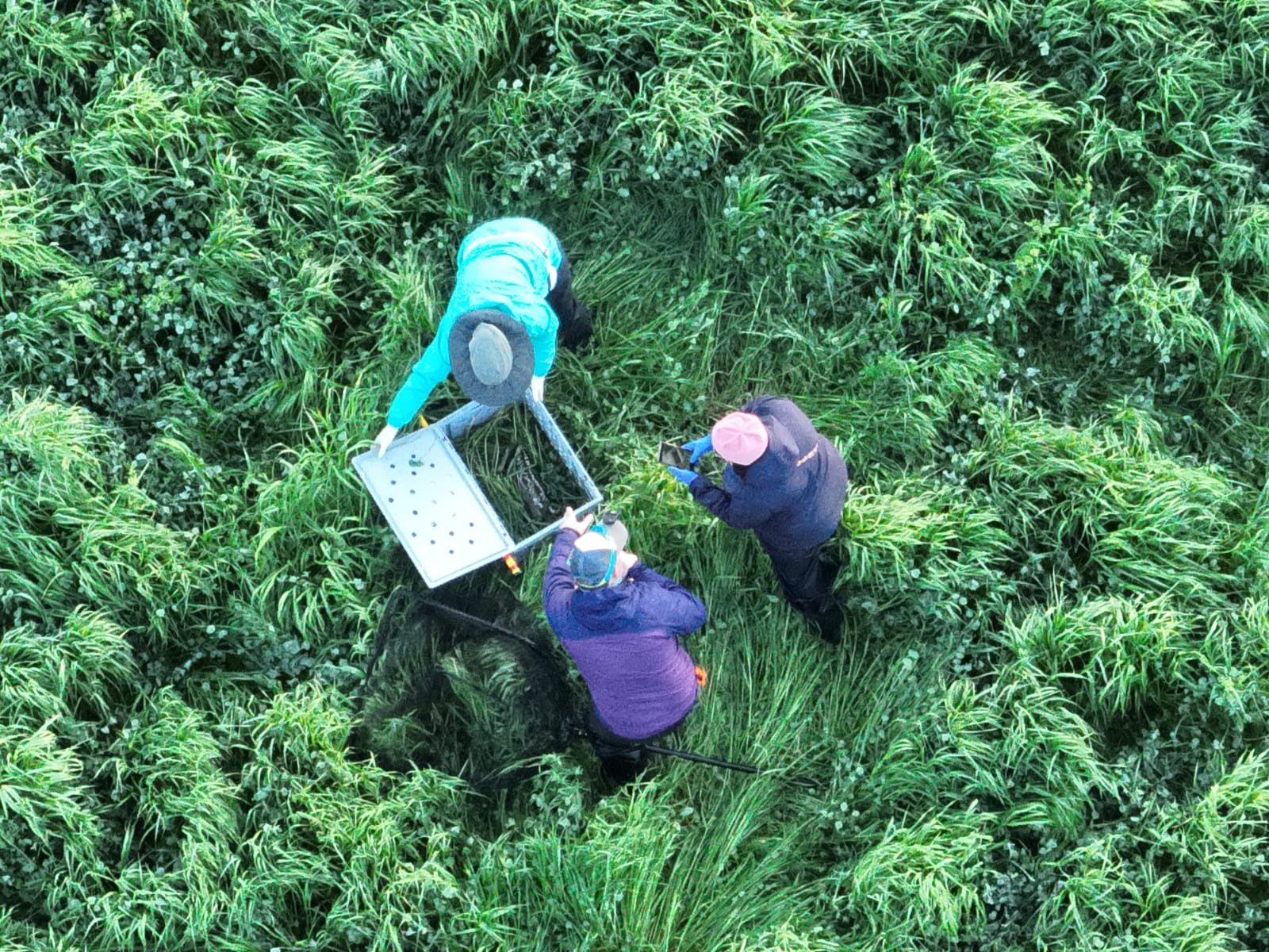 Aus der Drohnenperspektive: Das Team bei der Arbeit im hohen Gras