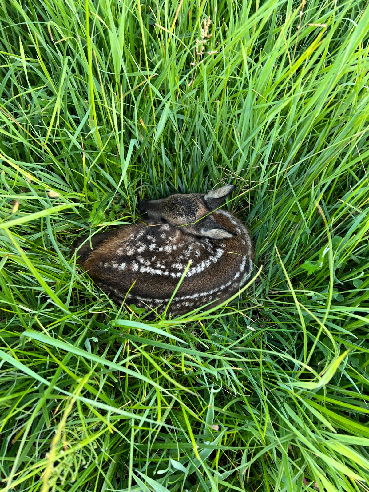 Ein Kitz liegt reglos im Gras, genau so, wie es die Natur vorsieht