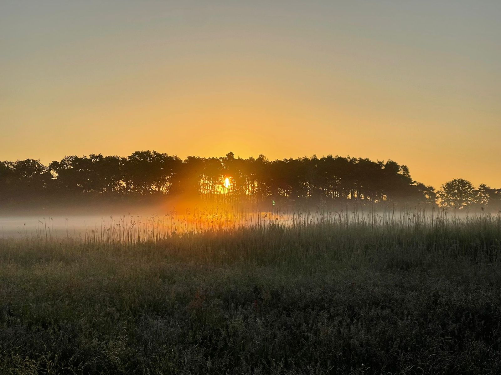Frühnebel am Feldrand
