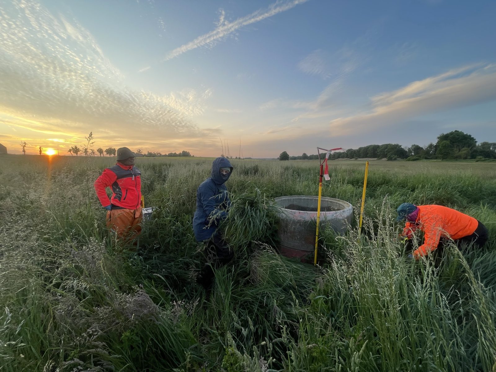 Sonnenaufgang auf der Wiese: Das Team sucht die Fläche vor der Mahd ab
